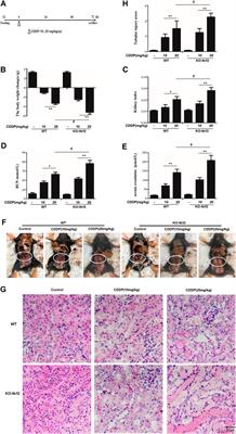 Daphnetin Attenuated Cisplatin-Induced Acute Nephrotoxicity With Enhancing Antitumor Activity of Cisplatin by Upregulating SIRT1/SIRT6-Nrf2 Pathway